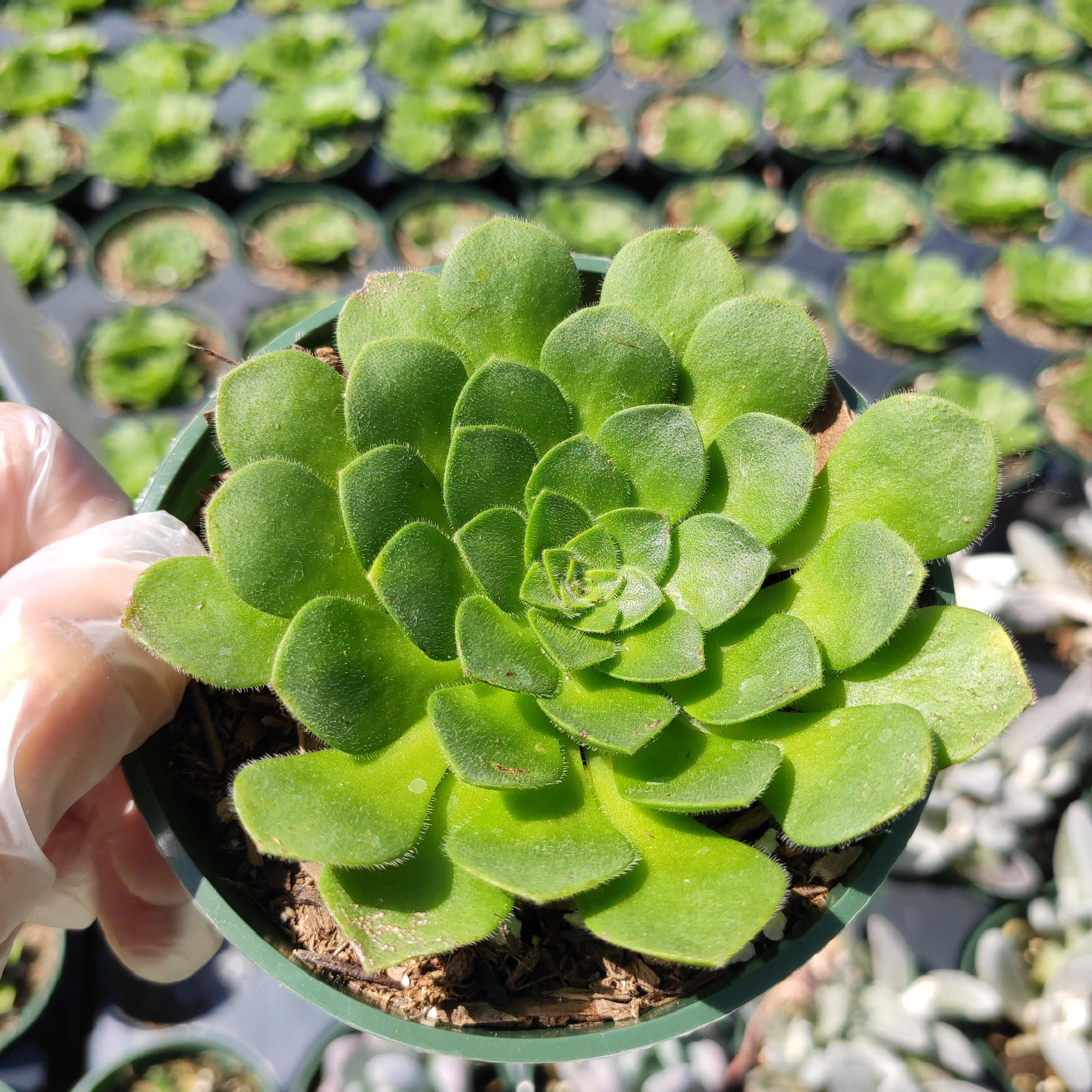 Aeonium 'Pancakes'