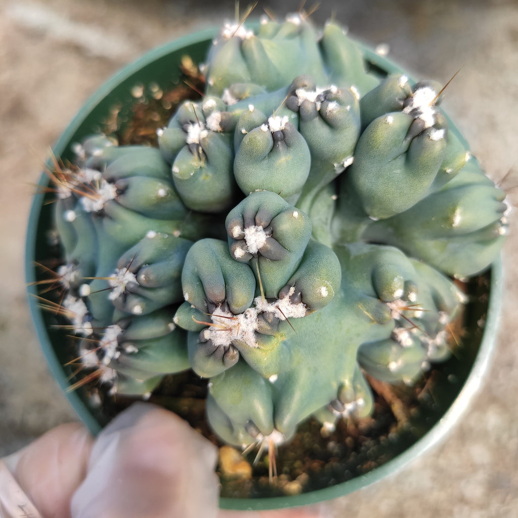 succulents box cereus ming thing cereus forbesii monstrose Cereus forbesii monstrose 'Ming Thing'