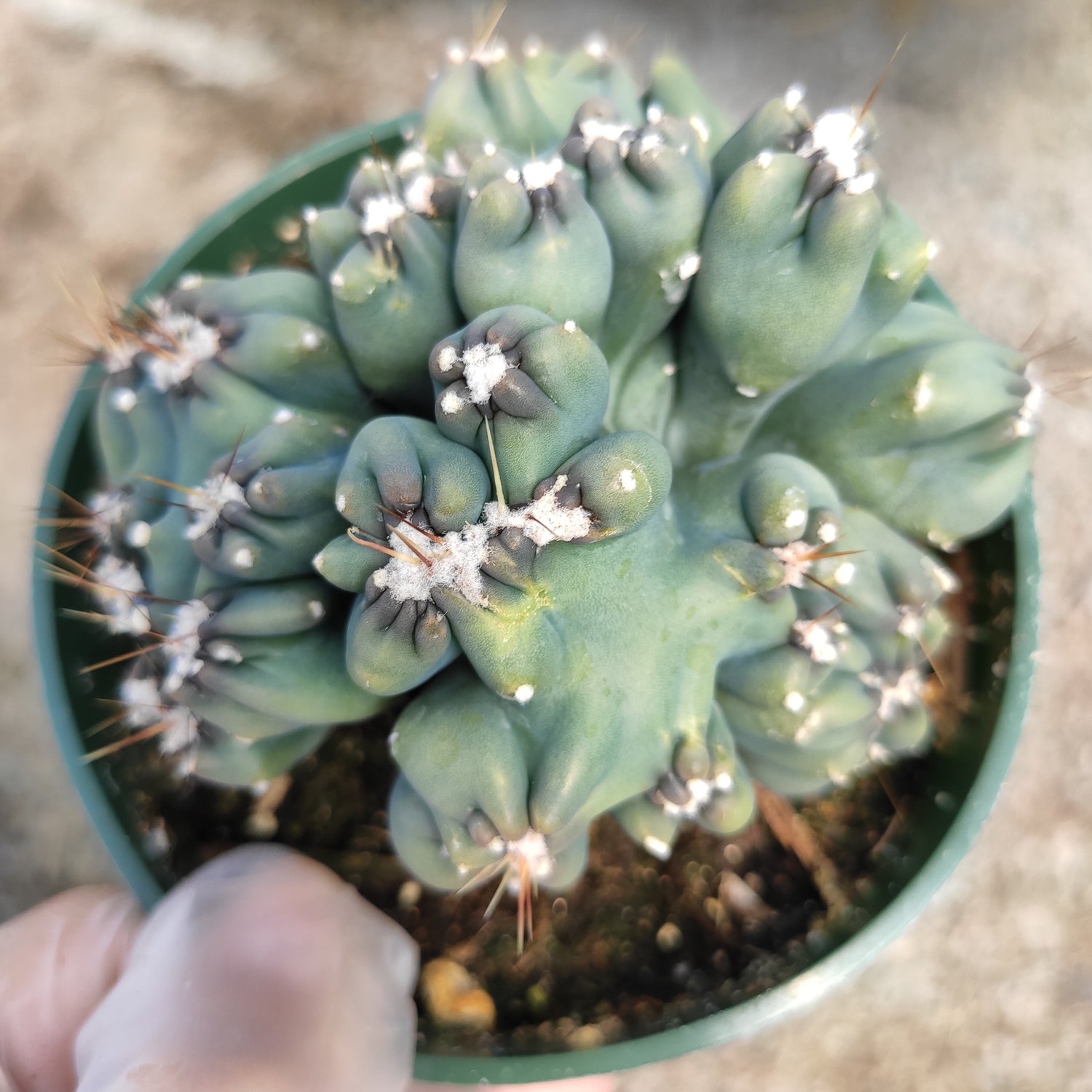Cereus forbesii monstrose 'Ming Thing'
