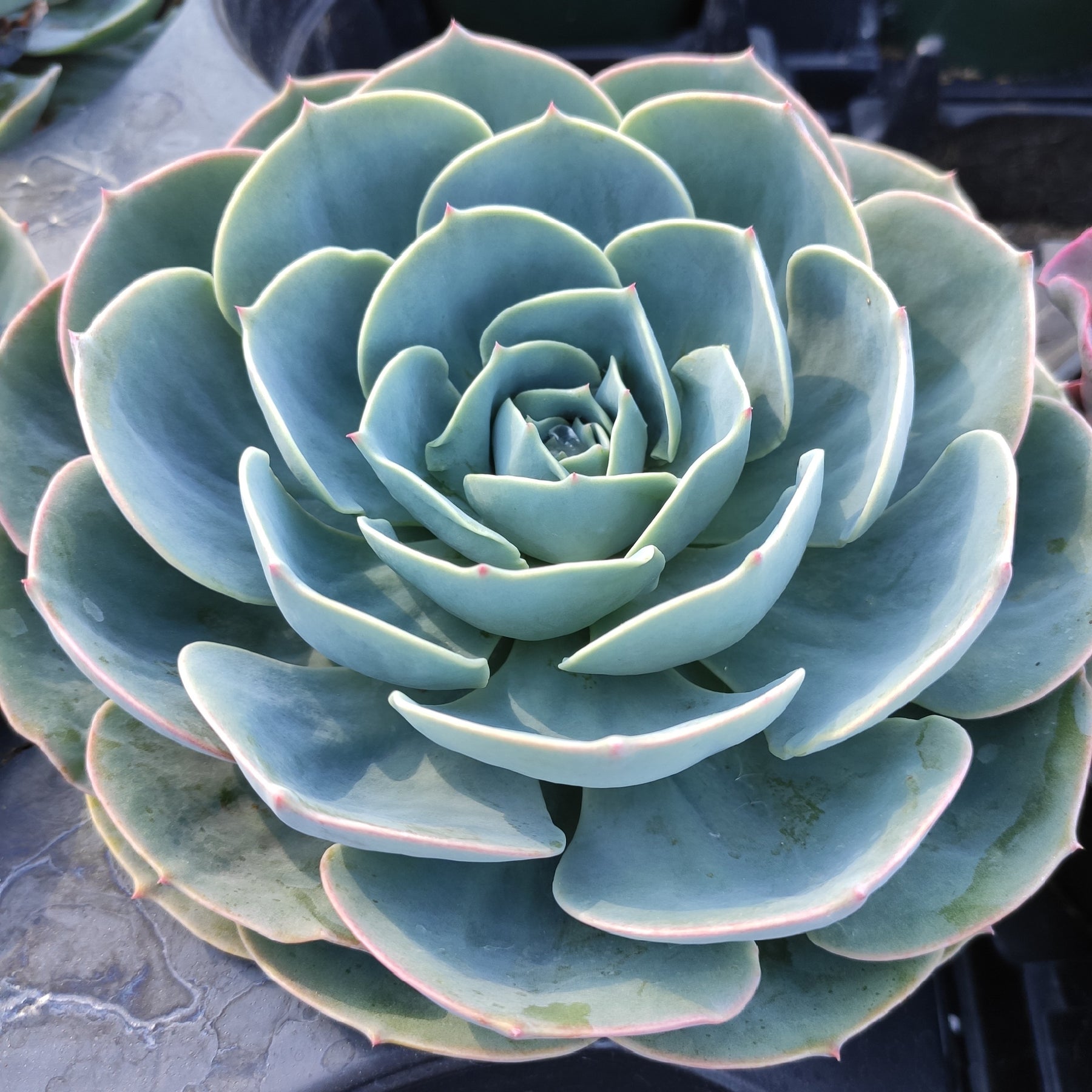 blue rose succulent care Echeveria imbricata 'Blue Rose'