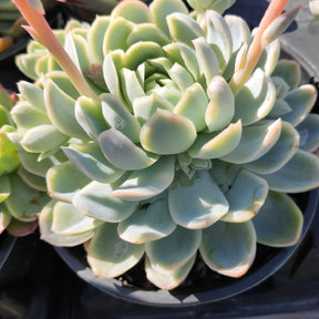 Echeveria 'Raspberry Ice' - Succulents Depot