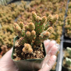cinnamon cactus plant Opuntia rufida minima 'Mini Cinnamon Cactus'