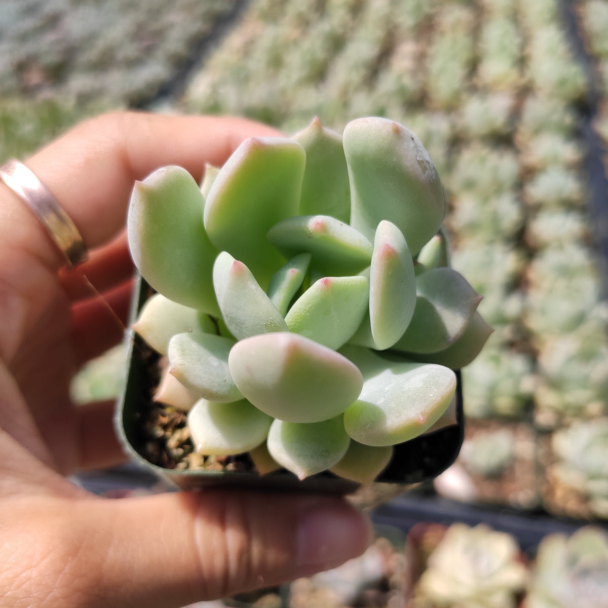 Echeveria 'Moonglow' - Succulents Depot