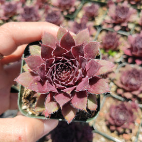 Sempervivum Mayfair Imperial - Succulents Depot