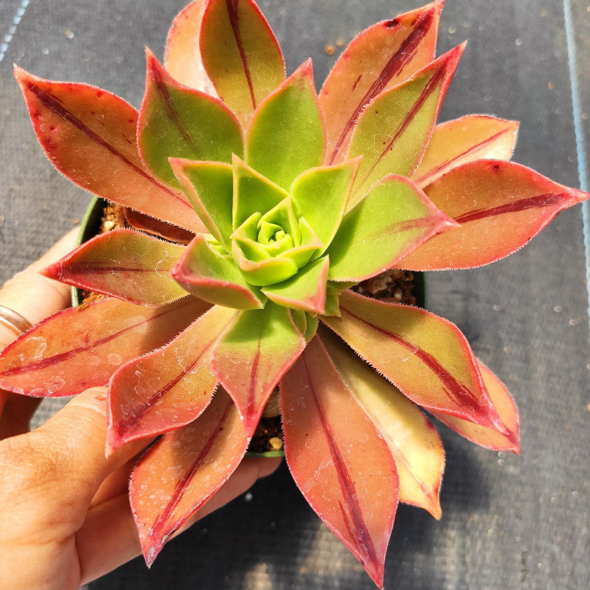 Aeonium leucoblepharum - Succulents Depot