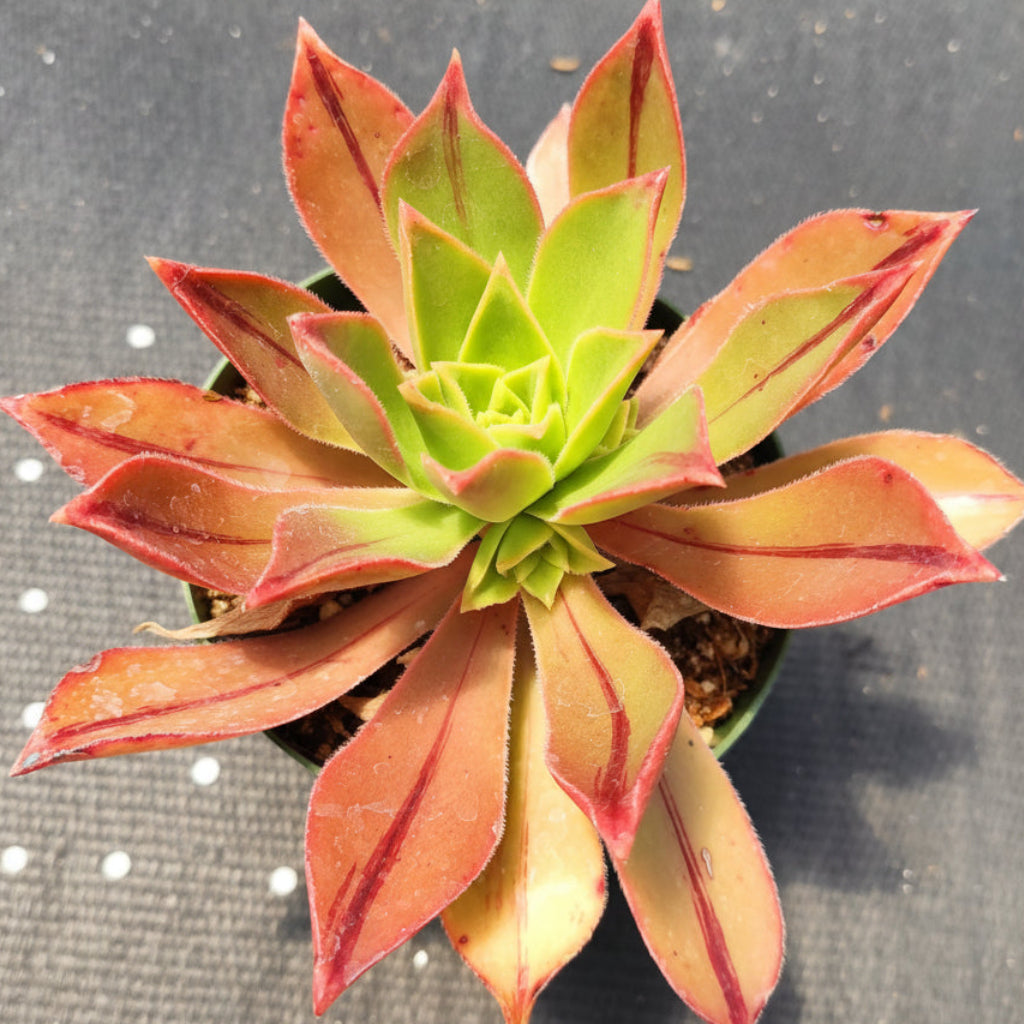 Aeonium leucoblepharum succulent in hand, bright green to red leaves.