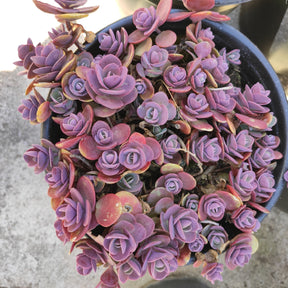 SunSparkler® Sedum 'Cherry Tart'