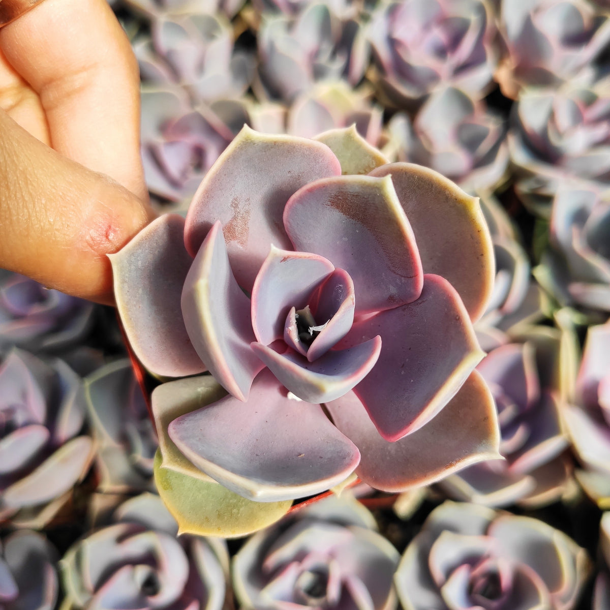 Echeveria 'Perle von Nurnberg' - Succulents Depot