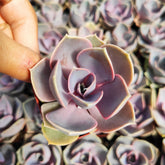 Echeveria 'Perle von Nurnberg' succulent held by fingertip.