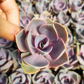 perle von succulent Echeveria 'Perle von Nurnberg' 2 Inch