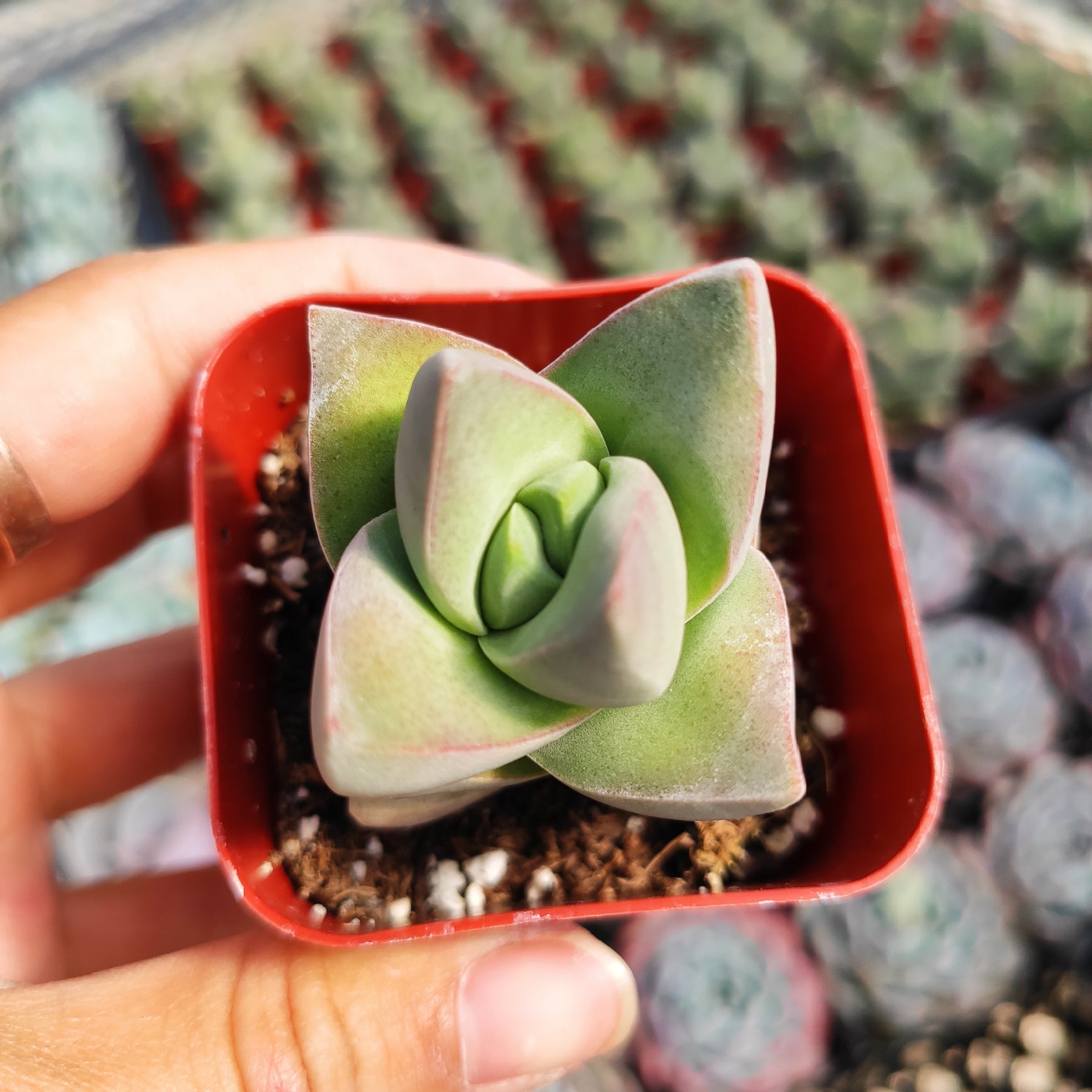 succulent moonglow Crassula 'Moonglow'