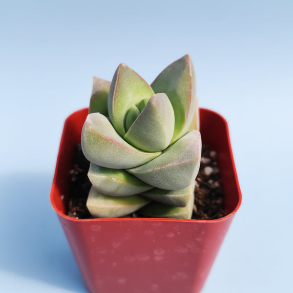 moonglow succulent care Crassula 'Moonglow' 2 Inch #A