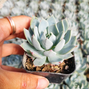 Echeveria 'Blue Mist' - Succulents Depot