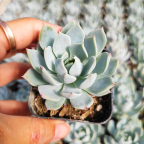 Echeveria 'Blue Mist' - Succulents Depot