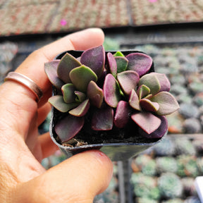 anacampseros rufescens succulent Anacampseros telephiastrum Burgundy 4 Inch