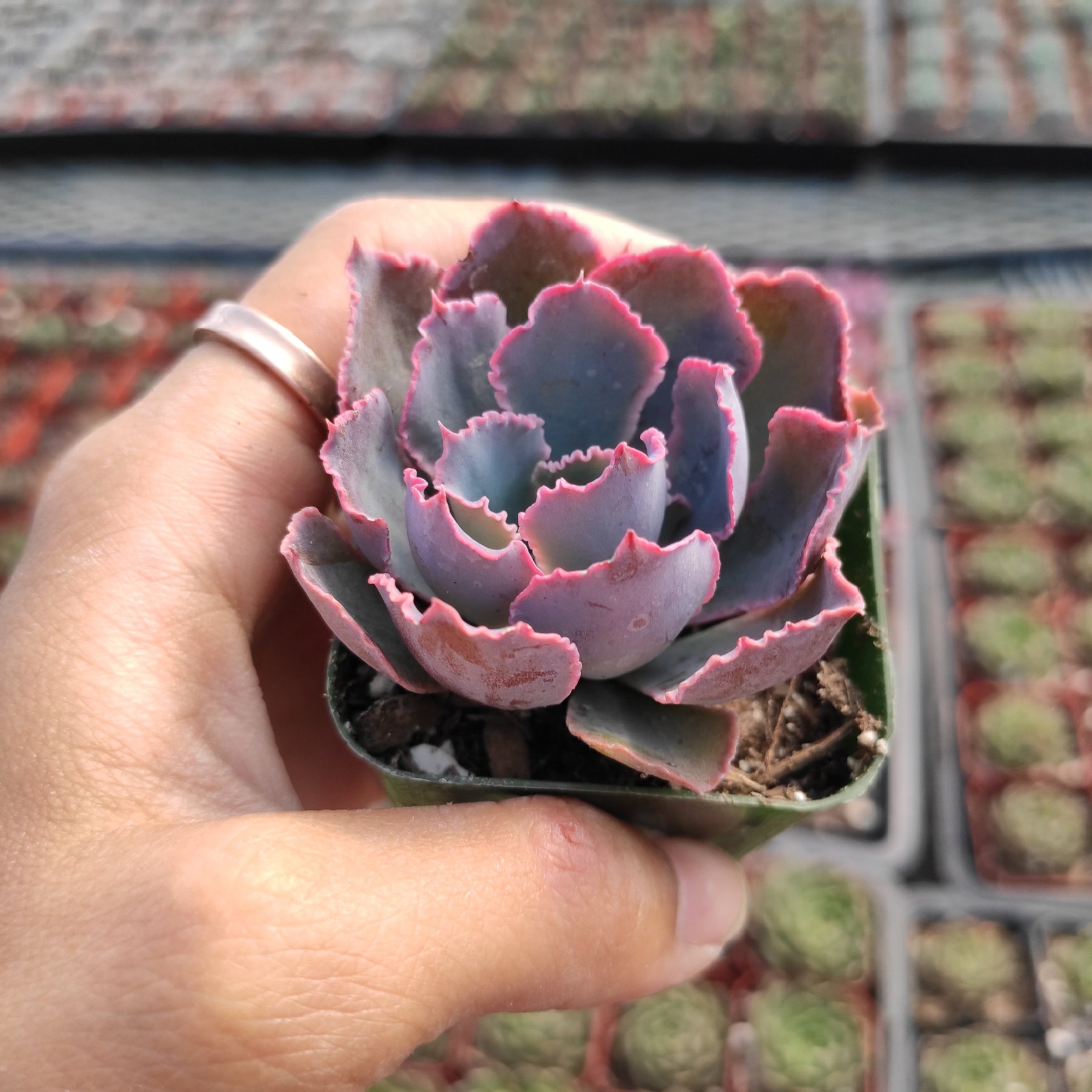 echeveria neon breaker succulent Echeveria 'Neon Breakers'