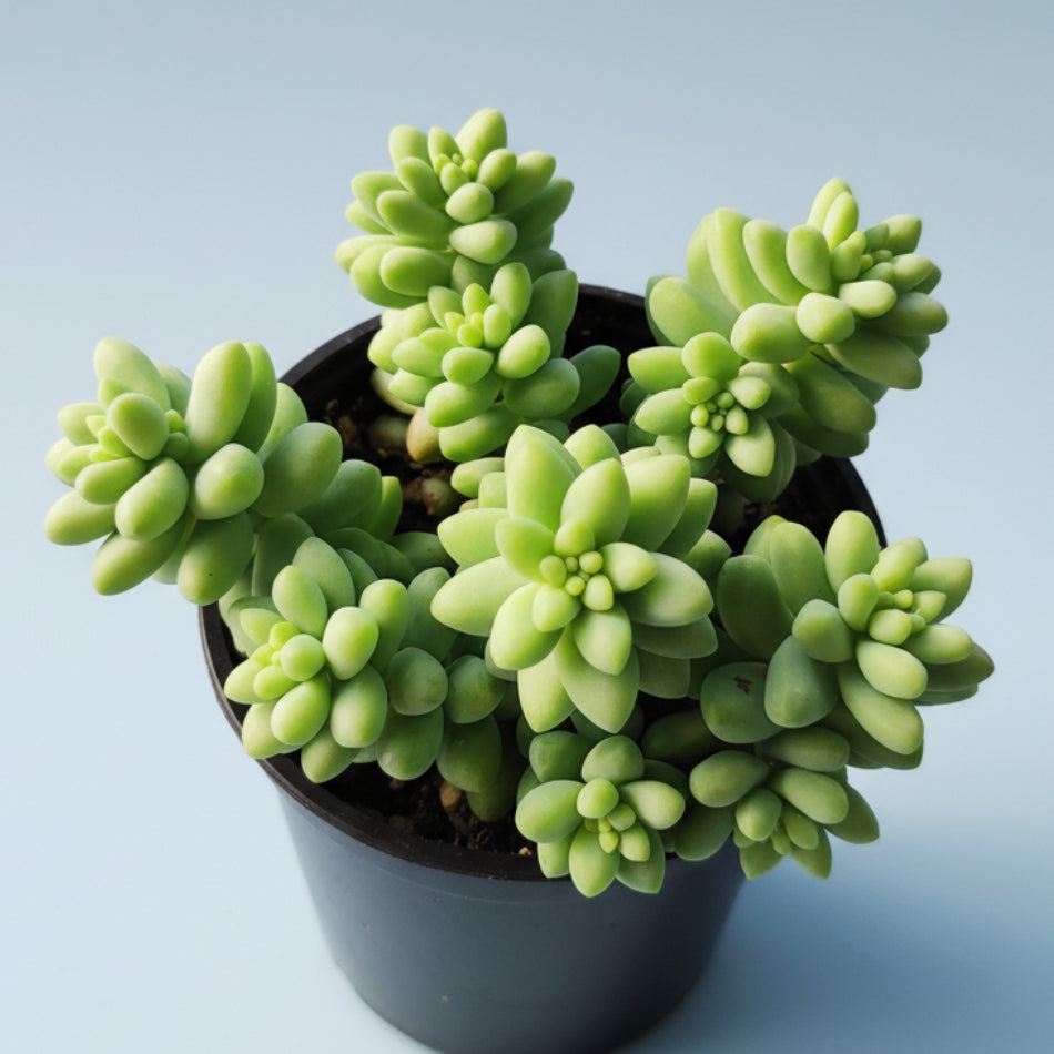 Sedum 'Burrito' Donkey Tail succulent rosettes in a nursery pot.