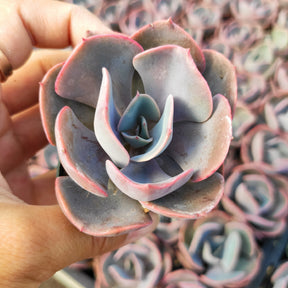 Echeveria 'Dusty Rose' - Succulents Depot