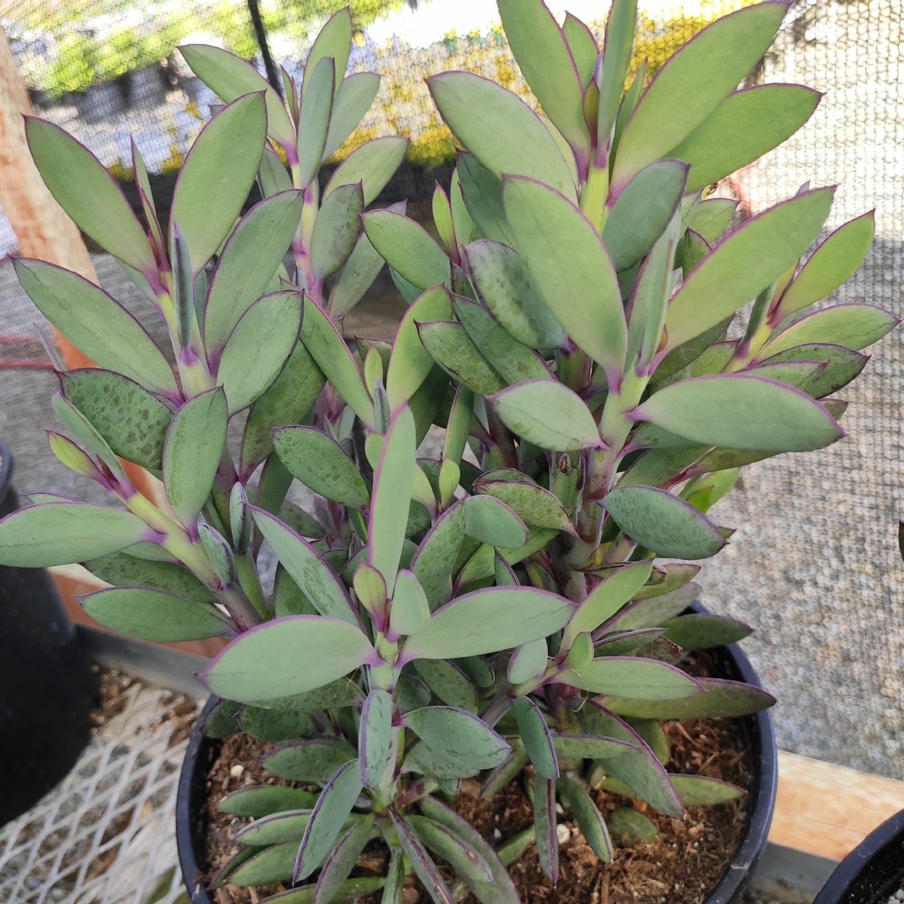lavender steps succulent Senecio crassissimus