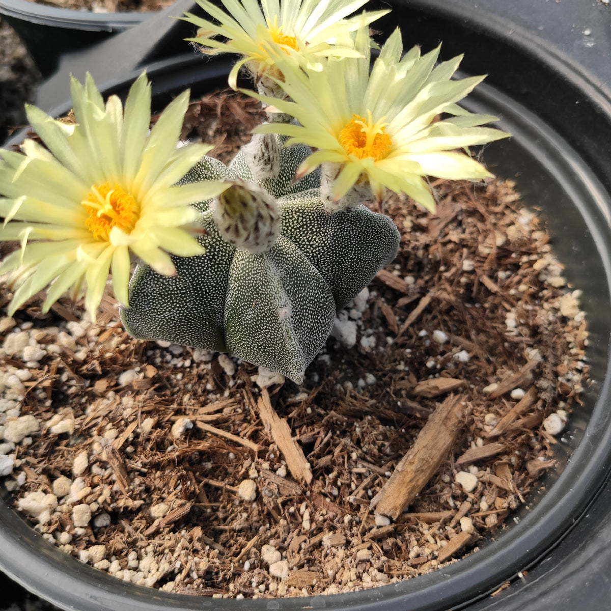 Astrophytum Sp Cactus - Succulents Depot