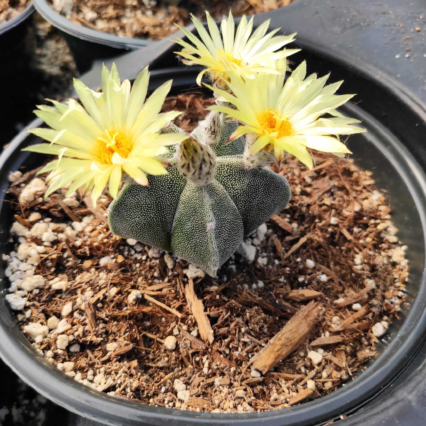 Astrophytum Sp Cactus - Succulents Depot
