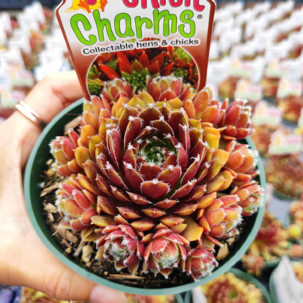 chick charms succulents wholesale Sempervivum Chick Charms® Cinnamon Starburst™