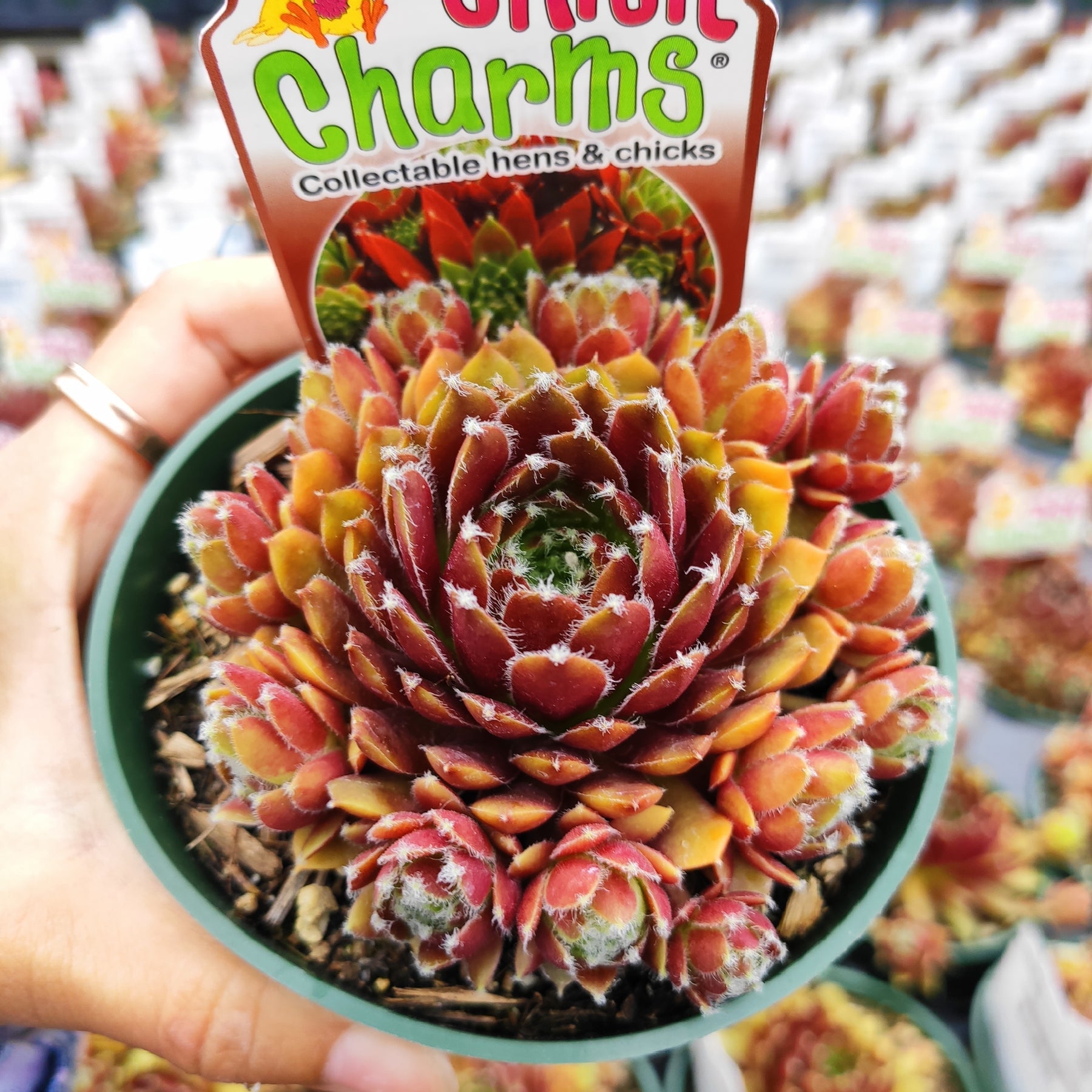 chick charm succulent Sempervivum Chick Charms® Cinnamon Starburst™ -