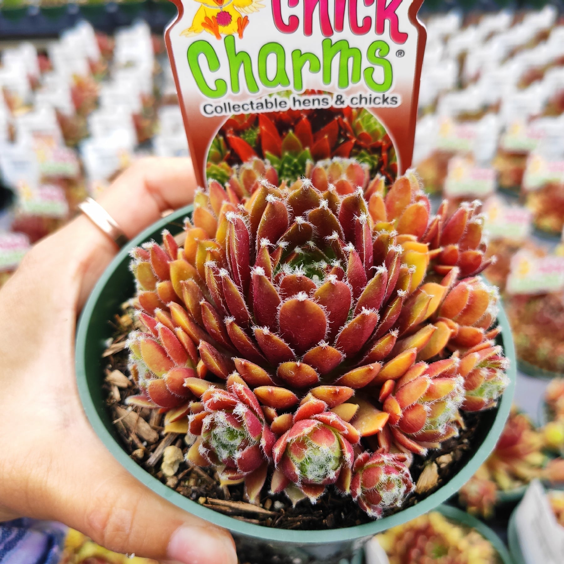 Sempervivum Chick Charms® Cinnamon Starburst™ - Succulents Depot