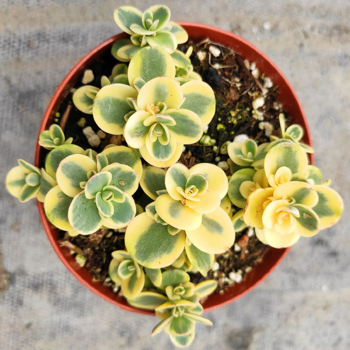 lime green pot plants SunSparkler® Sedum 'Lime Twister'