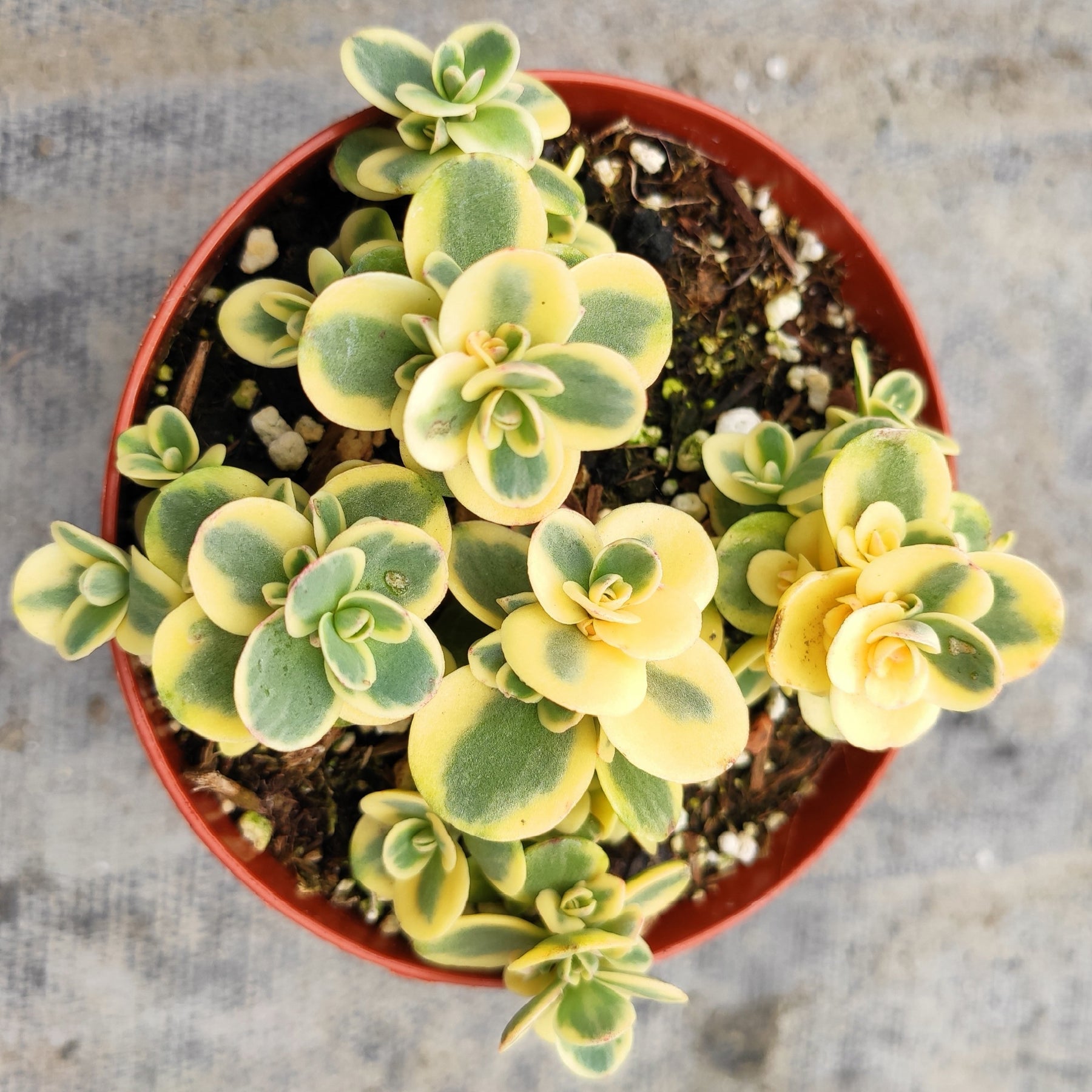 sedum lime zinger succulent SunSparkler® Sedum 'Lime Twister'