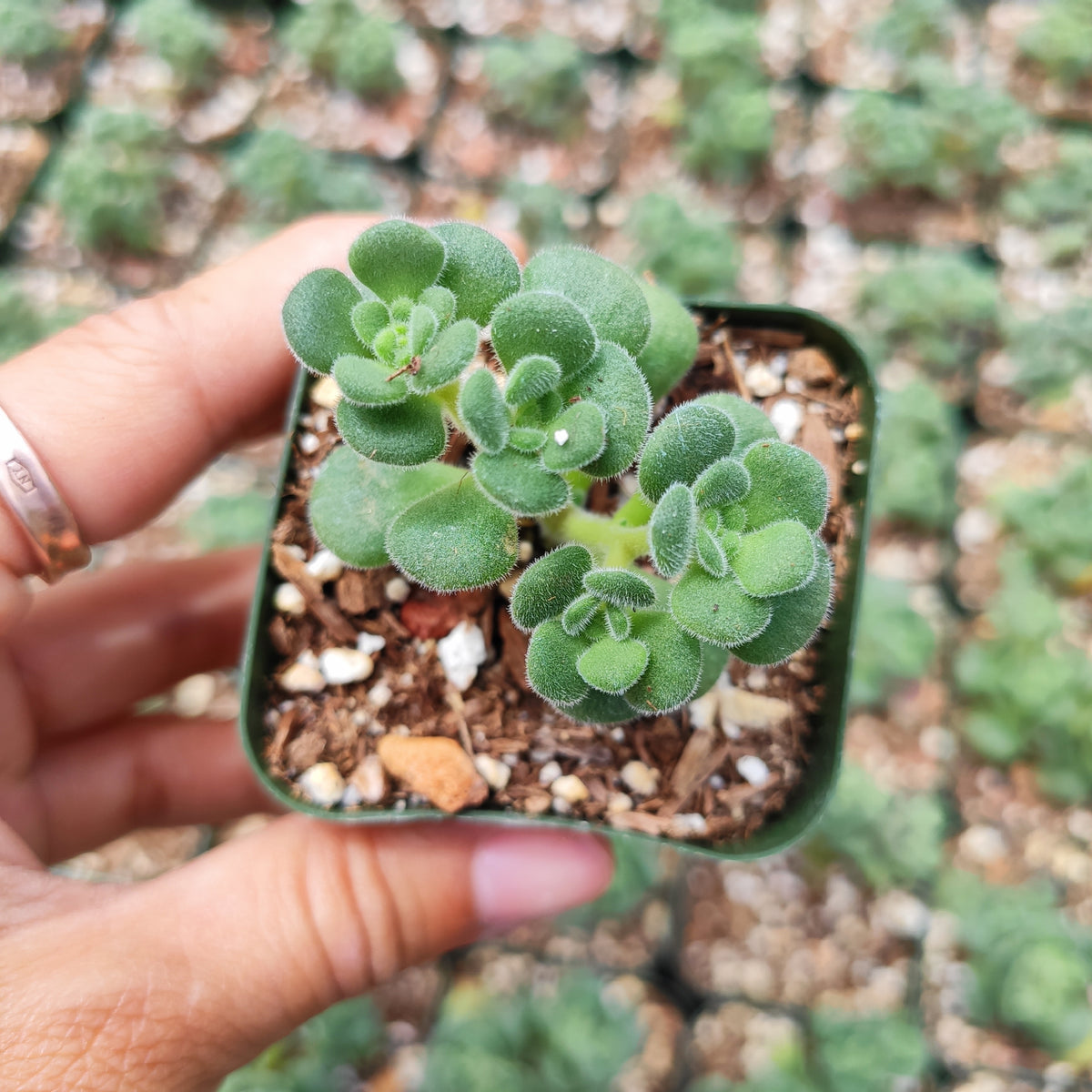 Aeonium lindleyi var. viscatum 'Irish Bouquet' - Succulents Depot