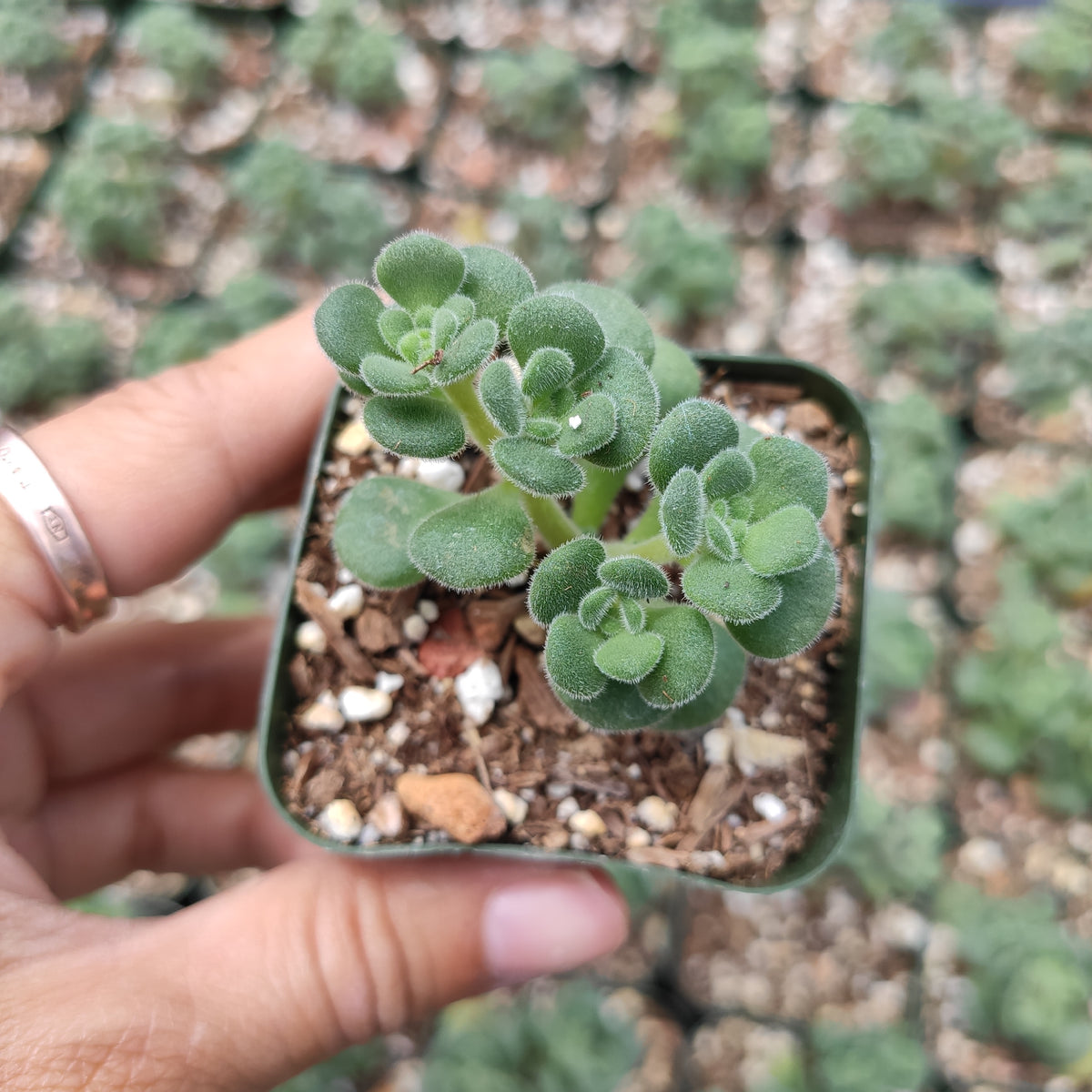 Aeonium lindleyi var. viscatum 'Irish Bouquet' - Succulents Depot