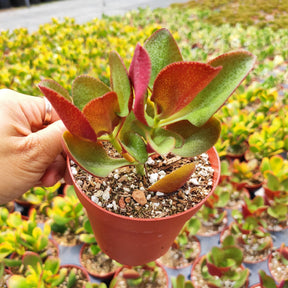 Crassula streyi 'Pondo Cliff' - Succulents Depot