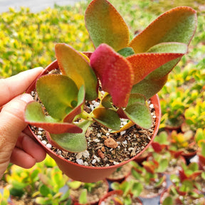 Crassula streyi 'Pondo Cliff' - Succulents Depot