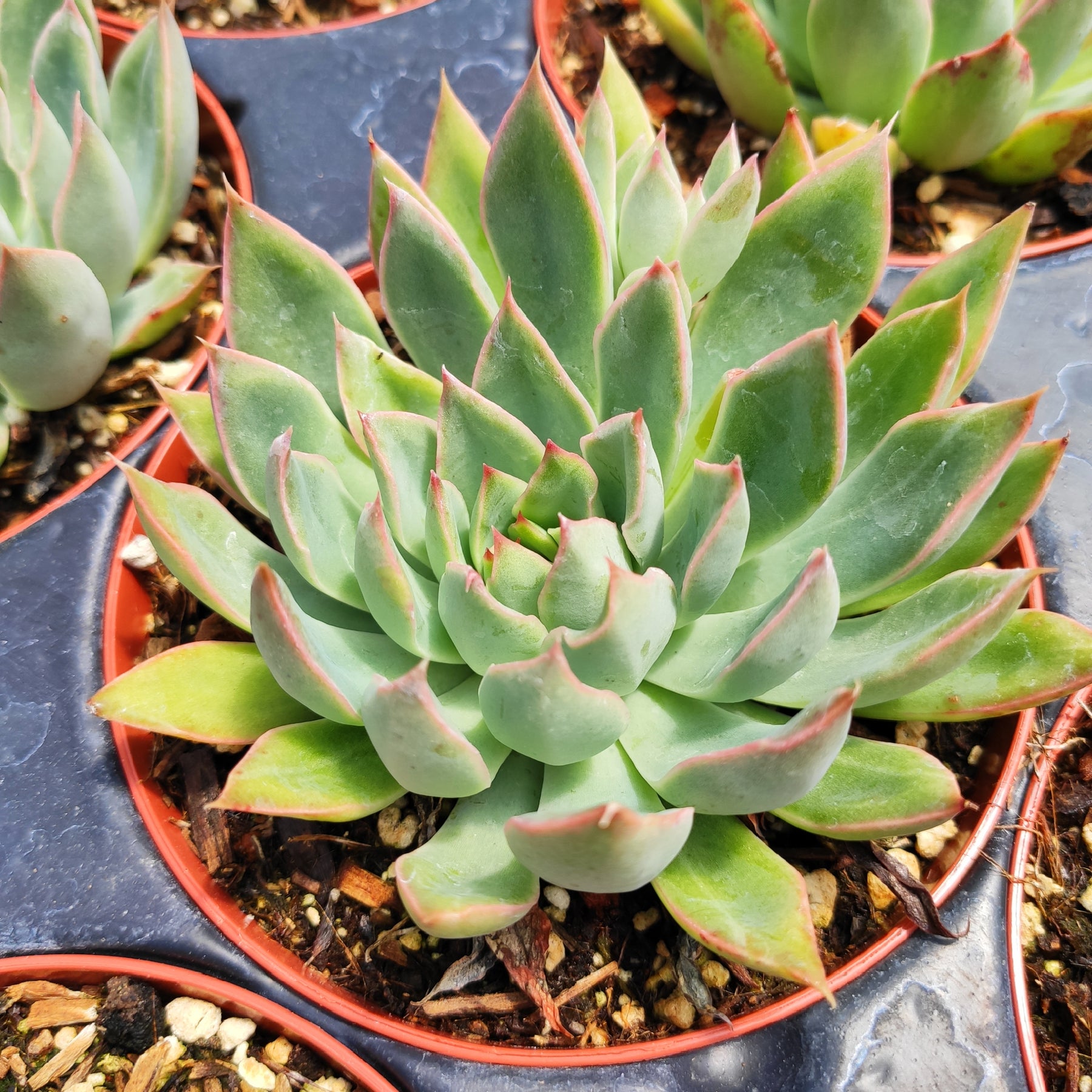 star shaped succulent Echeveria 'Starlite'