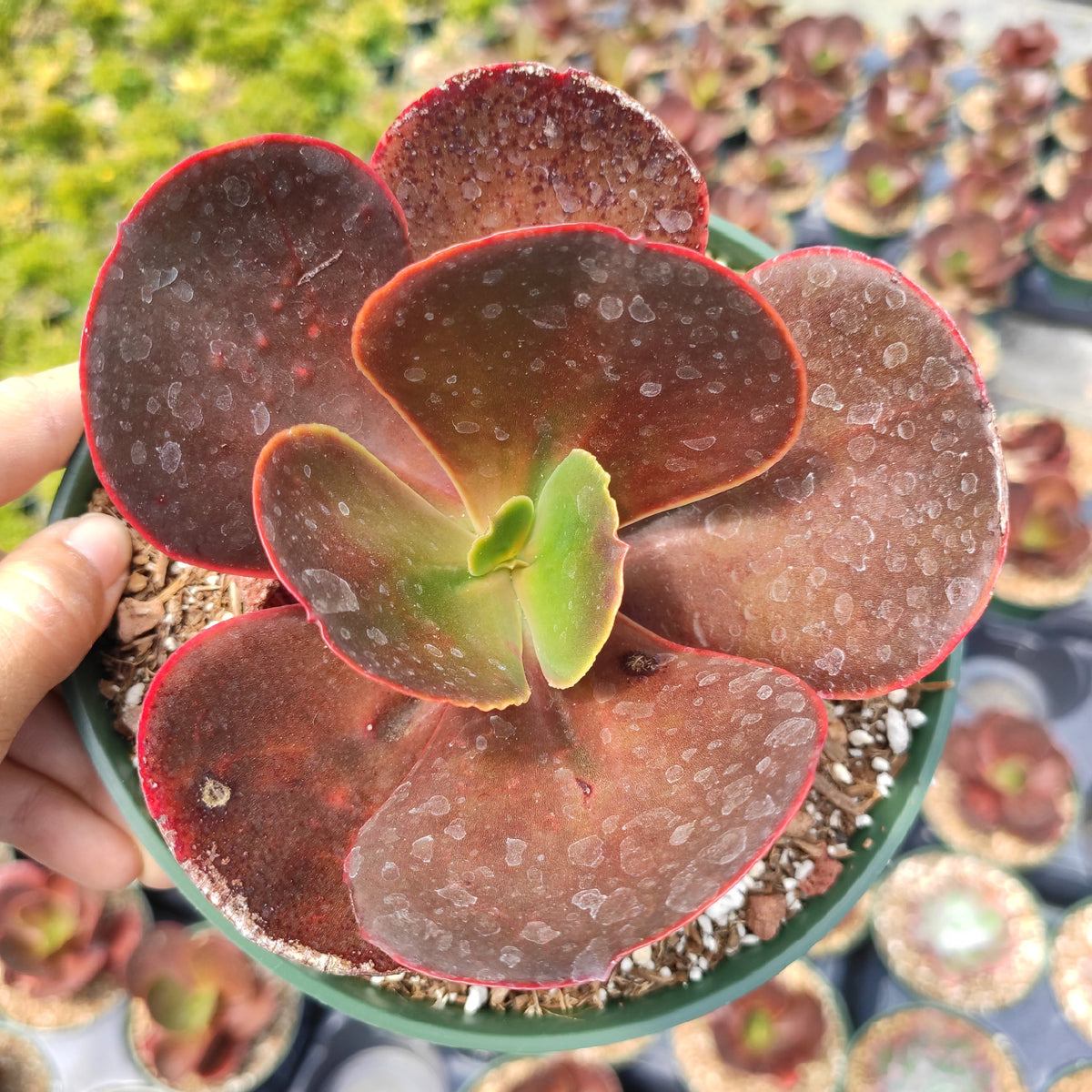 mahogany rose succulent Echeveria 'Mahogany Rose'
