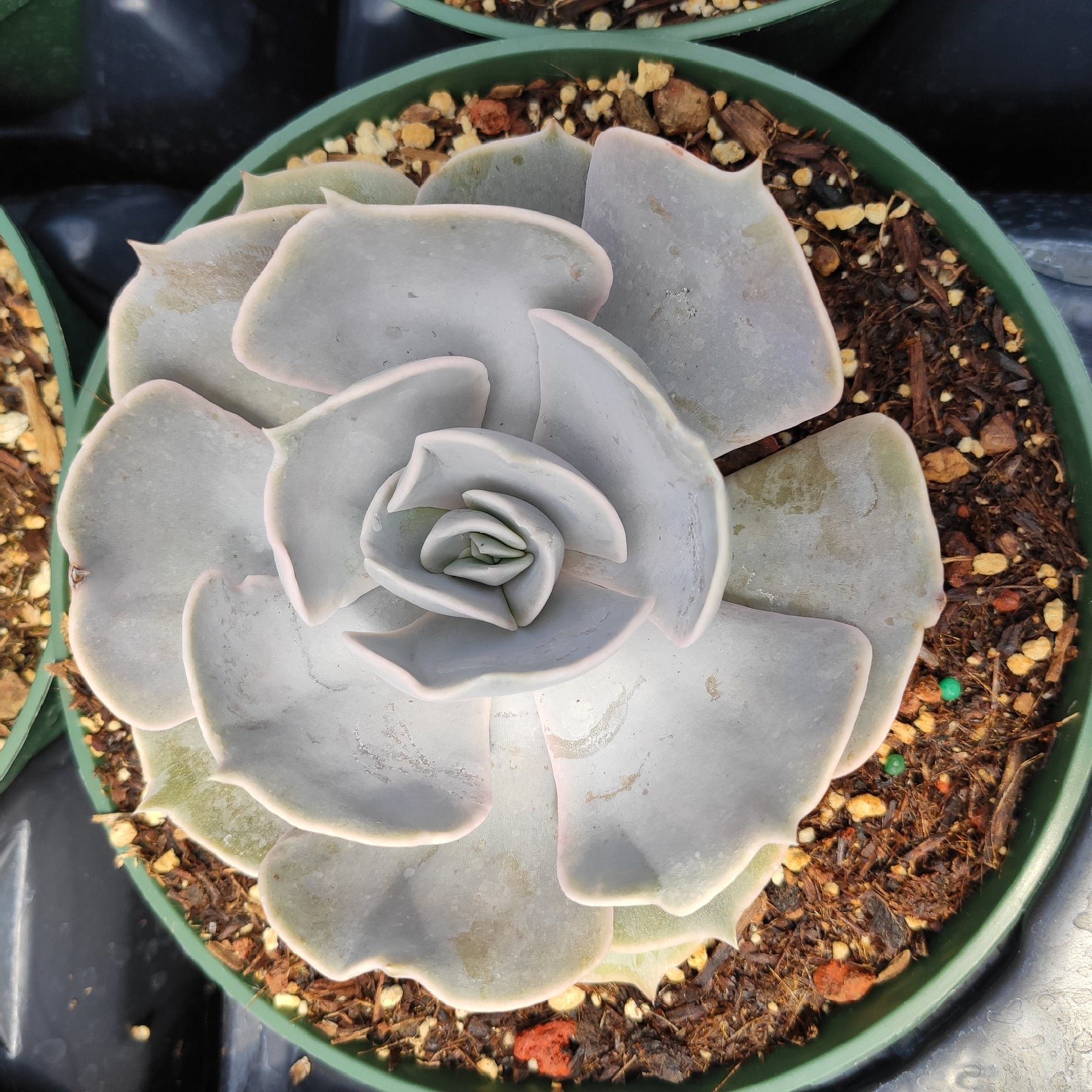echeveria potting mix Echeveria lilacina