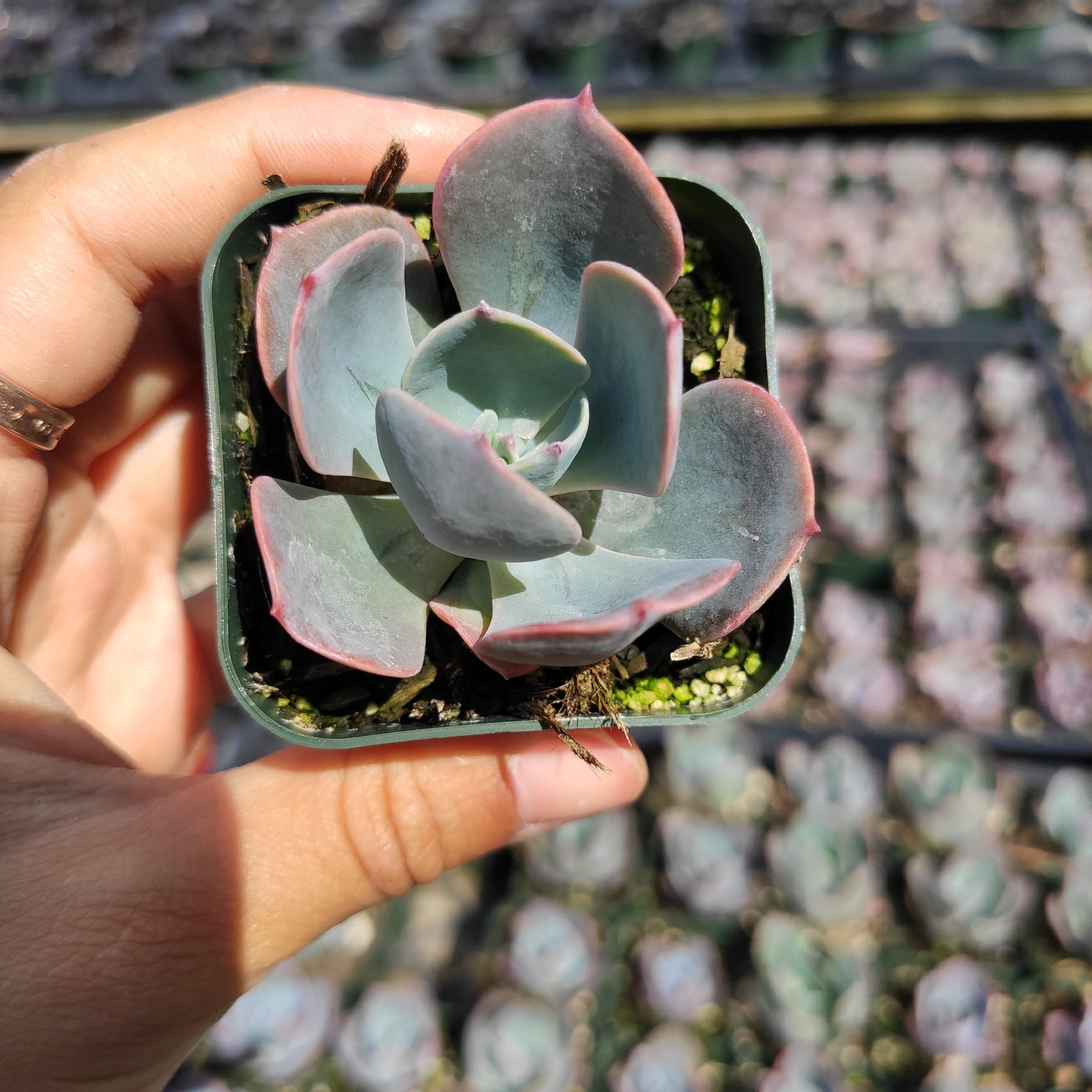 echeveria blue sky succulent plant Echeveria 'Blue Sky'