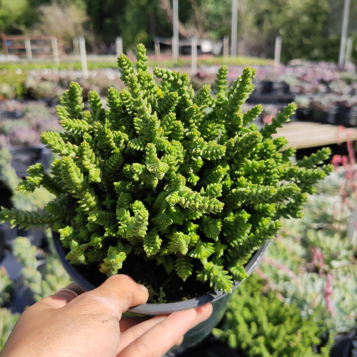 Crassula muscosa 'Watch Chain' - Succulents Depot