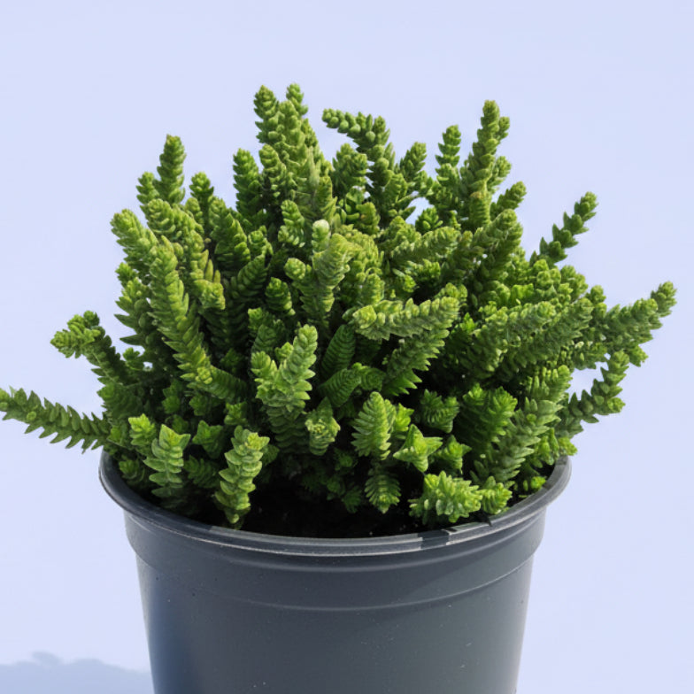 Crassula imperialis 'Giant Watch Chain' potted succulent handheld.