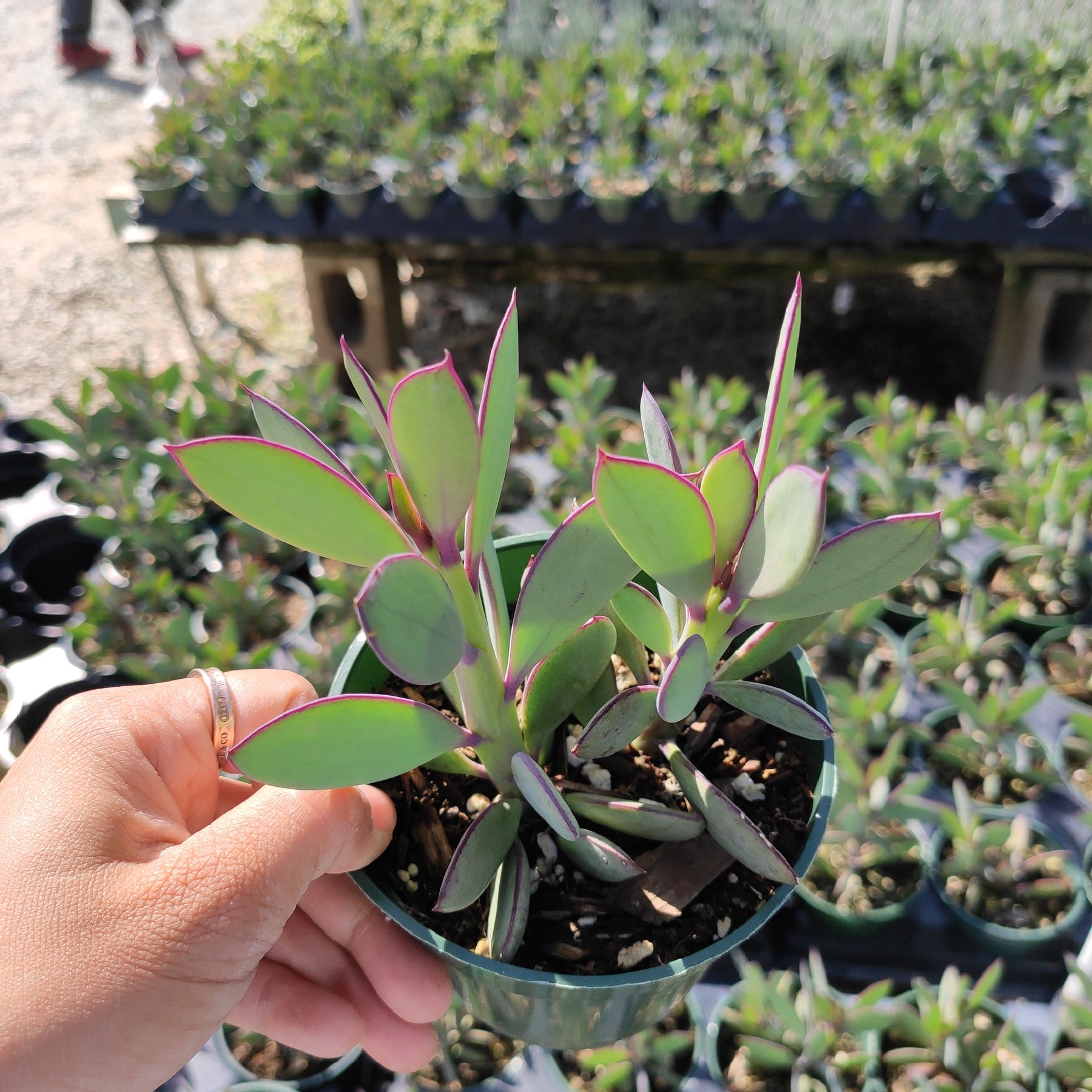 lavender steps succulent Senecio crassissimus