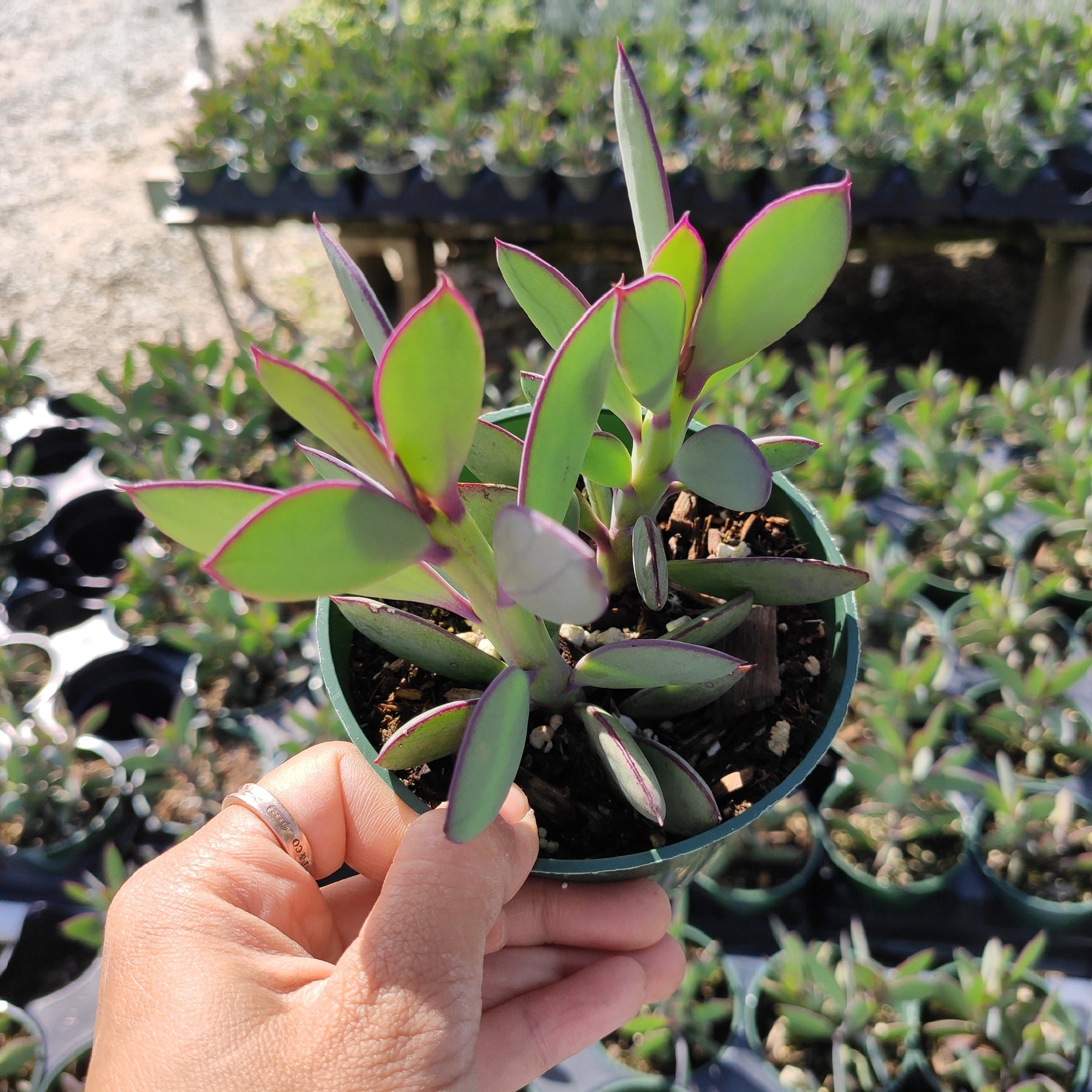 succulent plant with green and purple leaves Senecio crassissimus