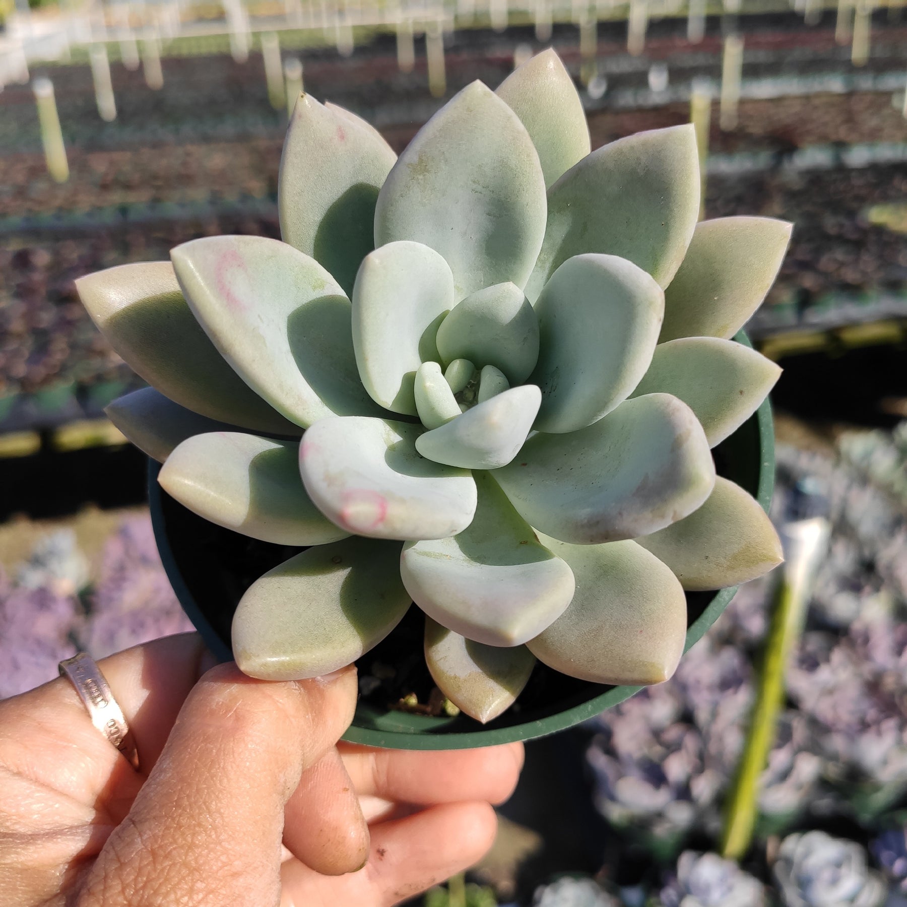 opalina succulent care Graptoveria 'Opalina'