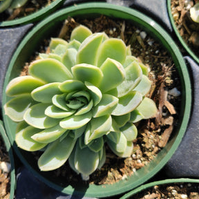 Echeveria 'Raspberry Ice' - Succulents Depot