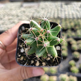 Mammillaria Longimamma cactus seedling in hand, nursery background.