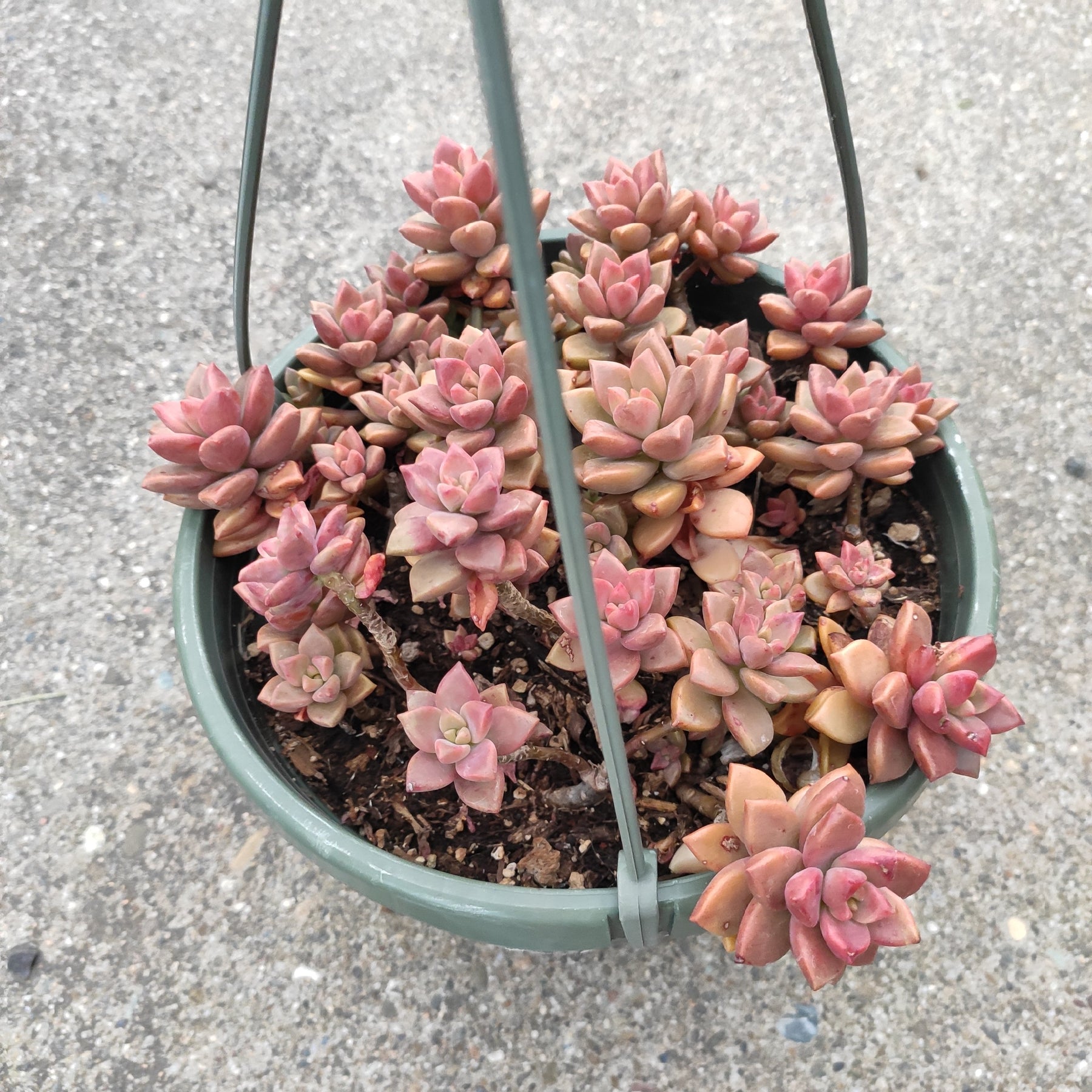 graptosedum succulent Graptosedum 'Alpenglow'