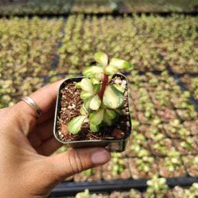 rainbow elephant bush portulacaria afra variegata Portulacaria afra 'Elephant Bush' 4 Inch / Variegated