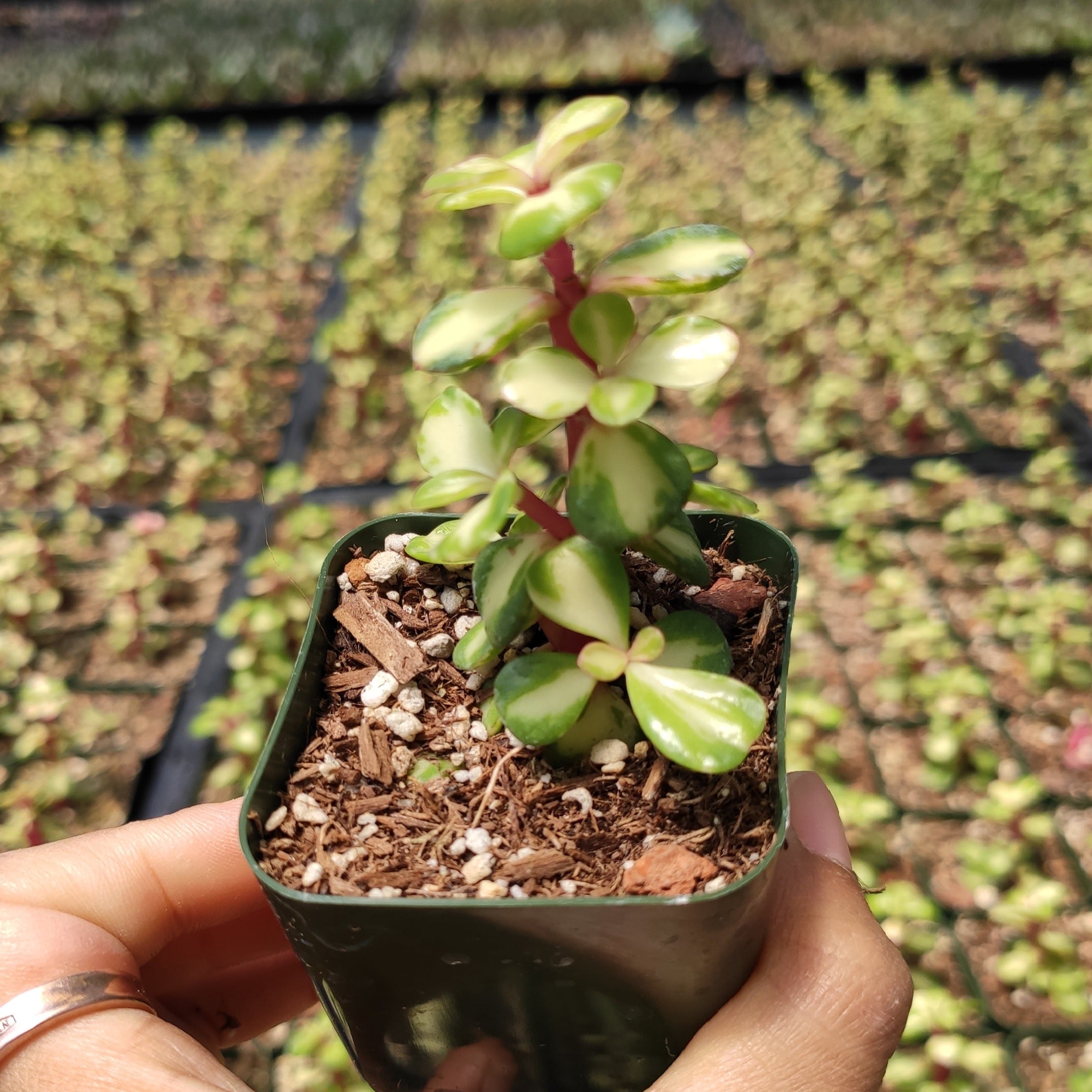 Portulacaria afra 'Elephant Bush'