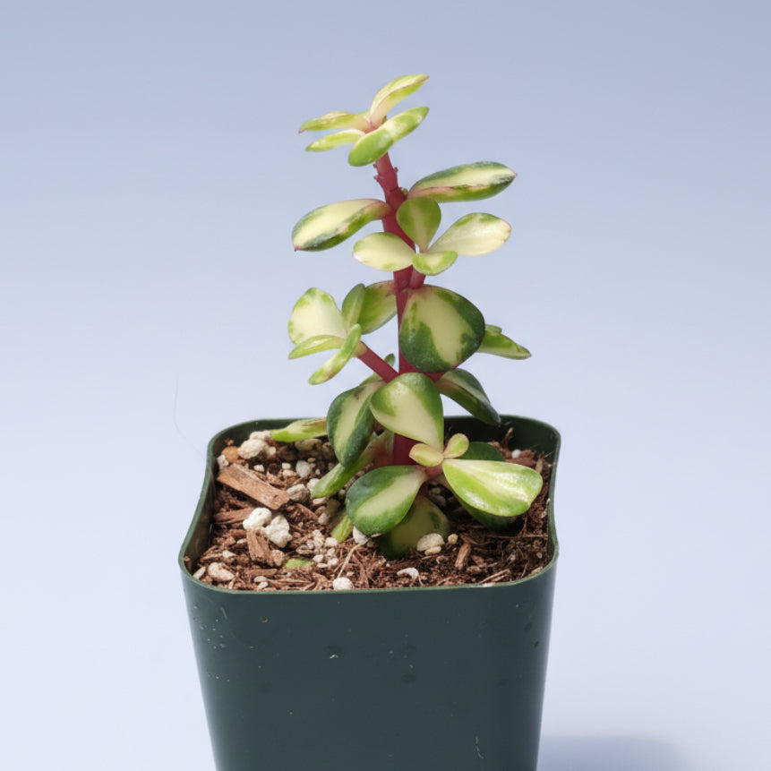 Portulacaria afra 'Elephant Bush' in nursery pot.