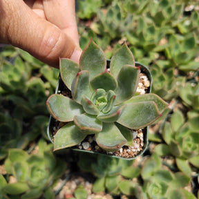 Echeveria agavoides 'Mira' - Succulents Depot